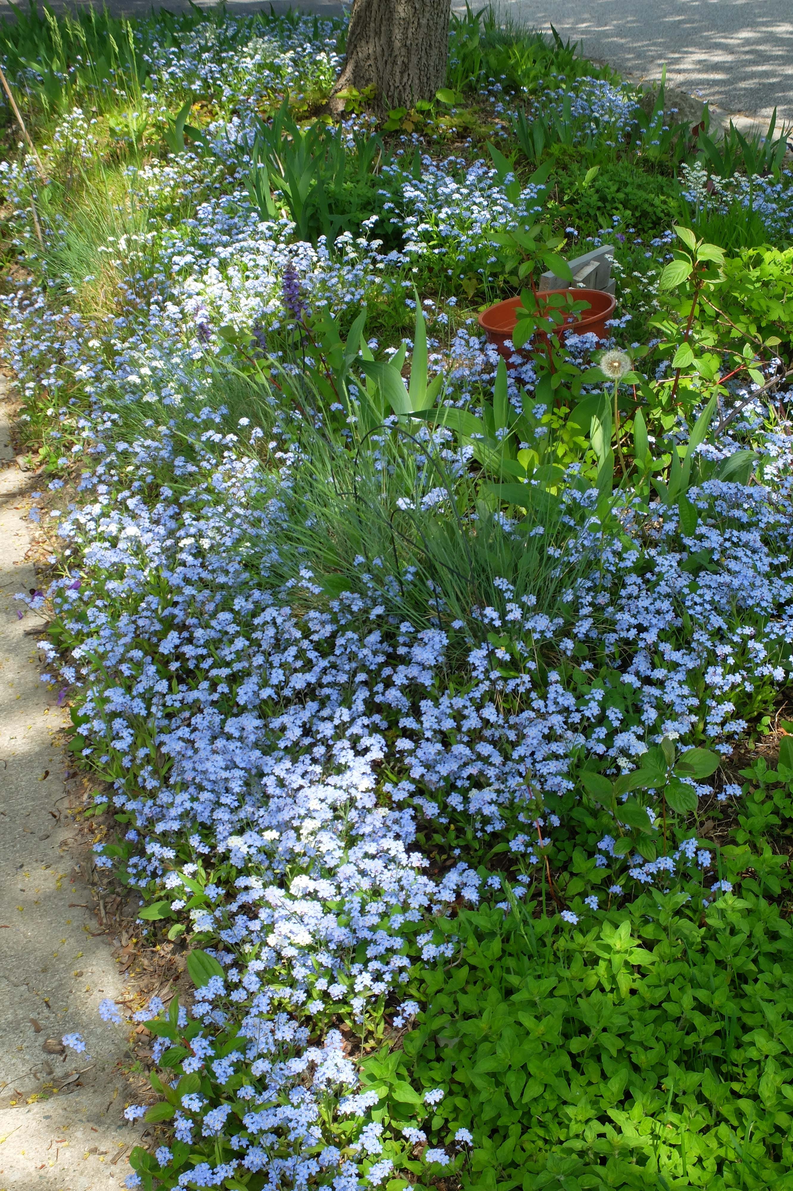 For Spring. dominate the Spring… by Louise Peacock Weeds
