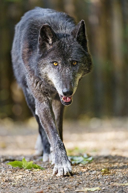 The Lone Wolf. “I am a wolf, quietly I will endure… by Student of