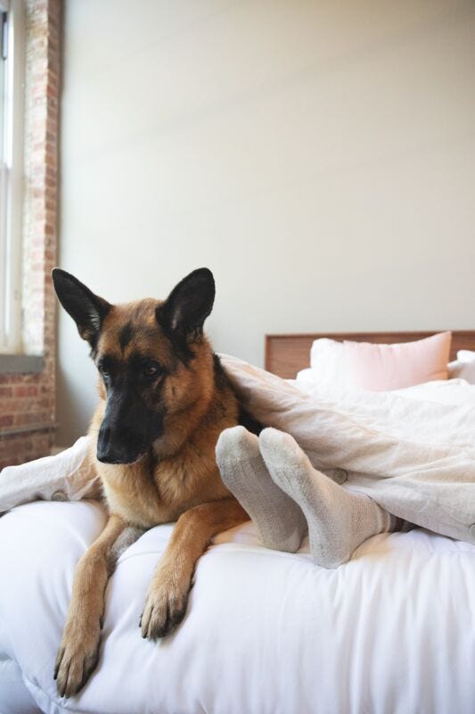 letting your dog sleep with you
