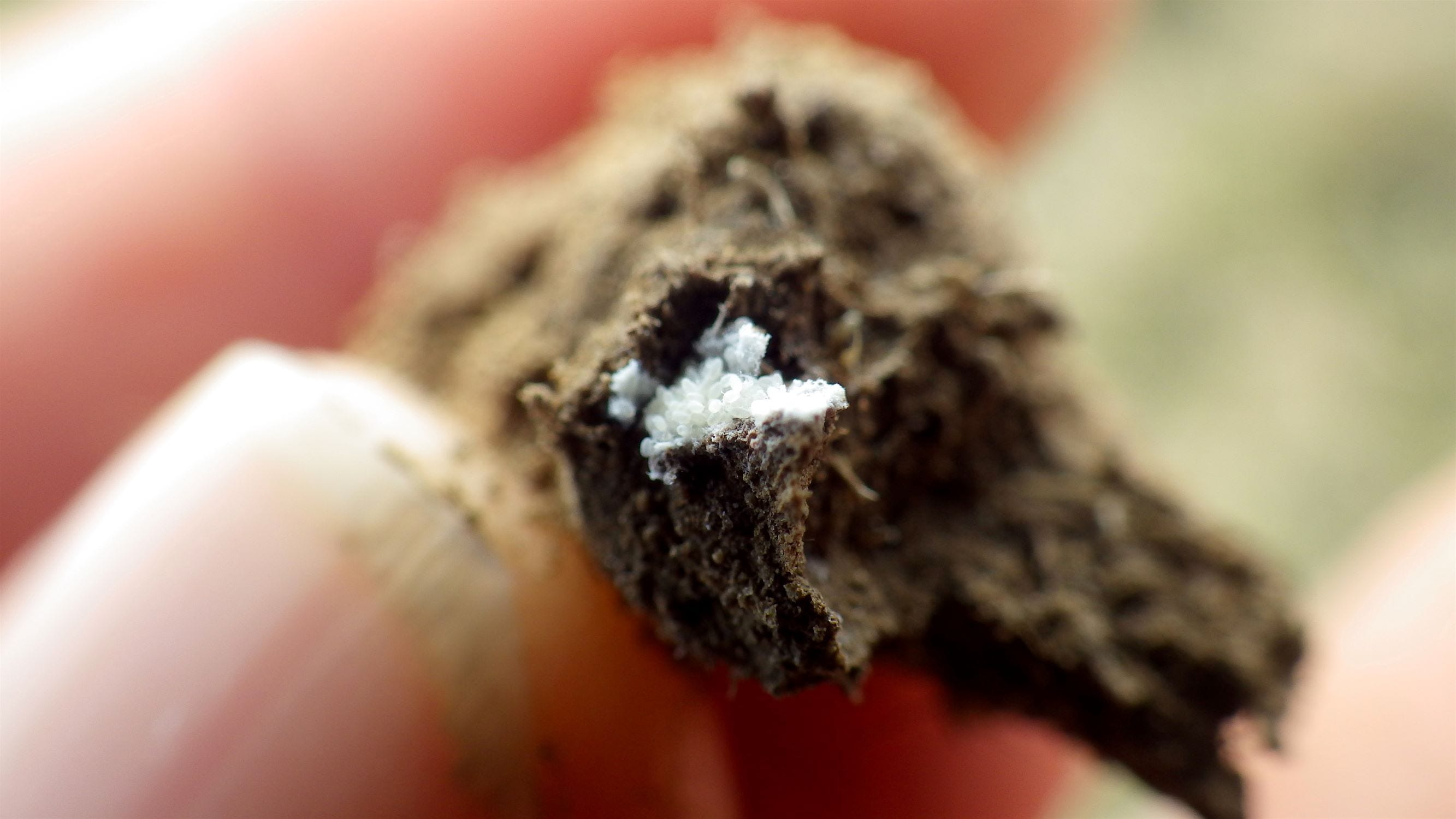 what is soil mealy bug