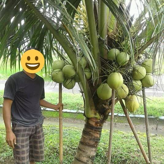 Bibit Kelapa Genjah Kopyor Bibit Tanaman Kelapa Unggul