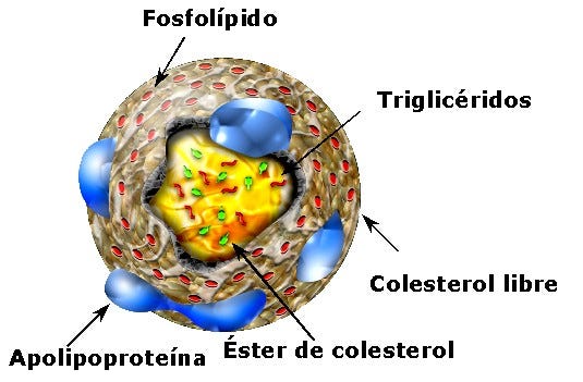 Que son las triglicéridos