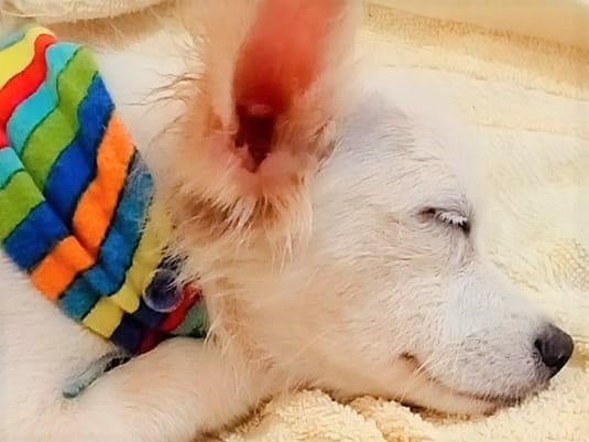 Can a Dog be Gay? Phi Phi You’re a Pawesome Pride Dog