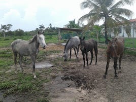 These are some of my horses, 3 others are in a separate location.