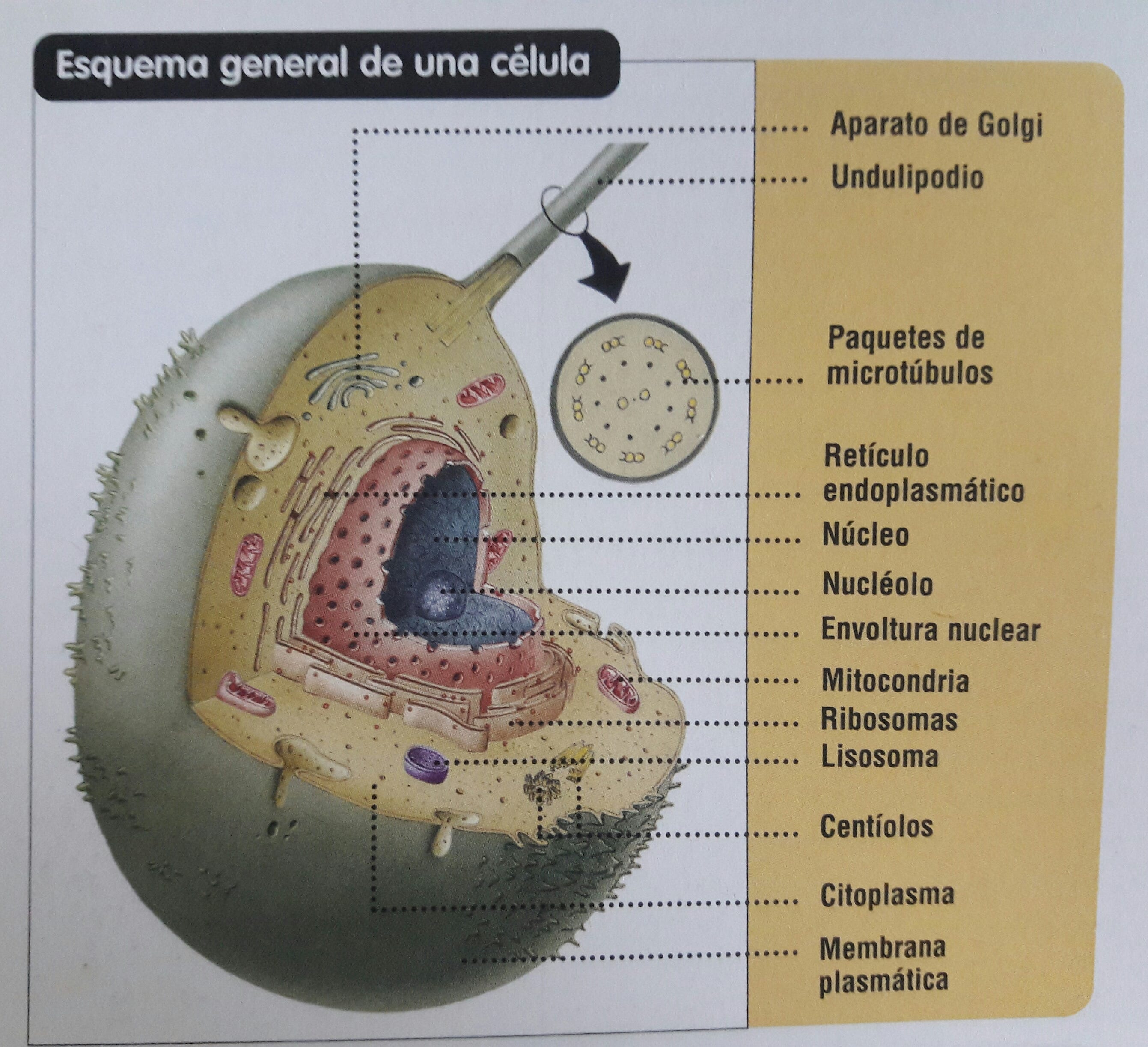 Onde Se Encontra O Material Genetico Das Celulas Eucariontes