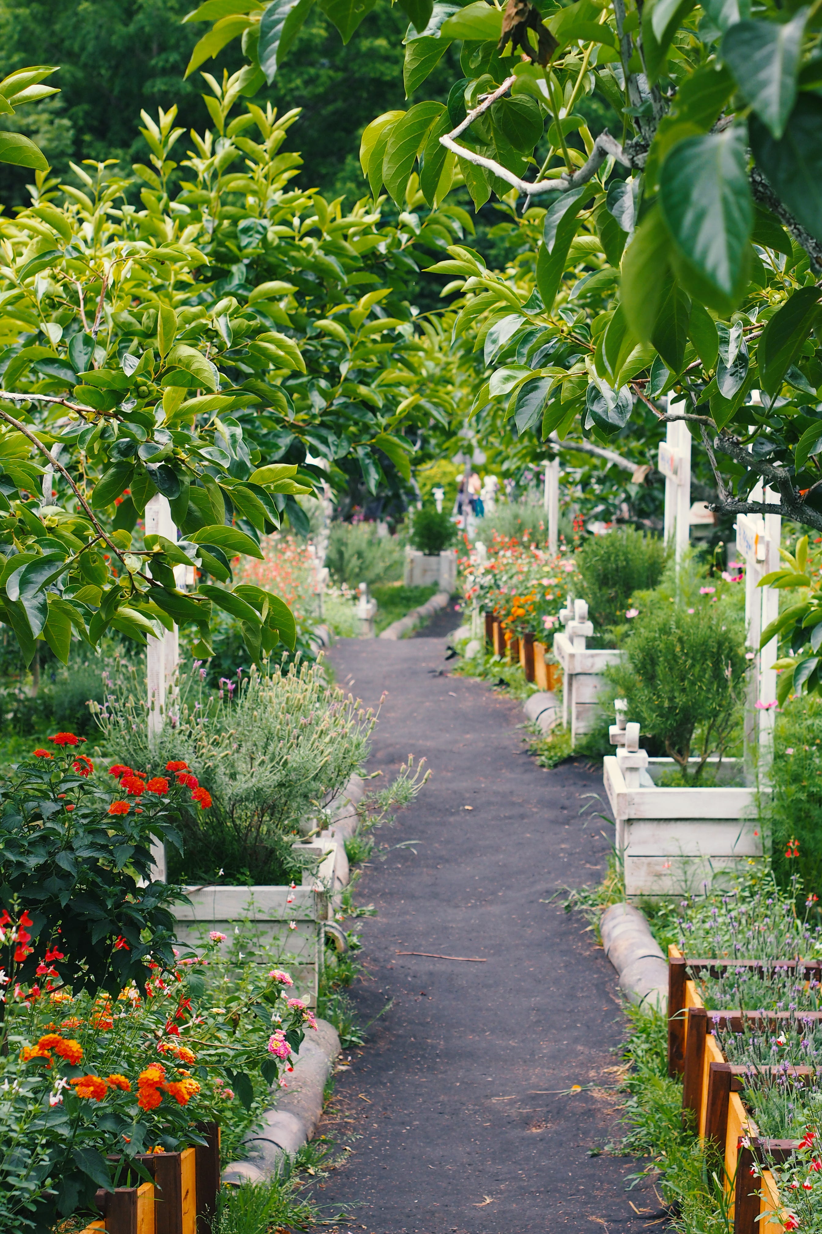 イギリスのガーデニング番組 Gardeners World 日本語で読む Medium