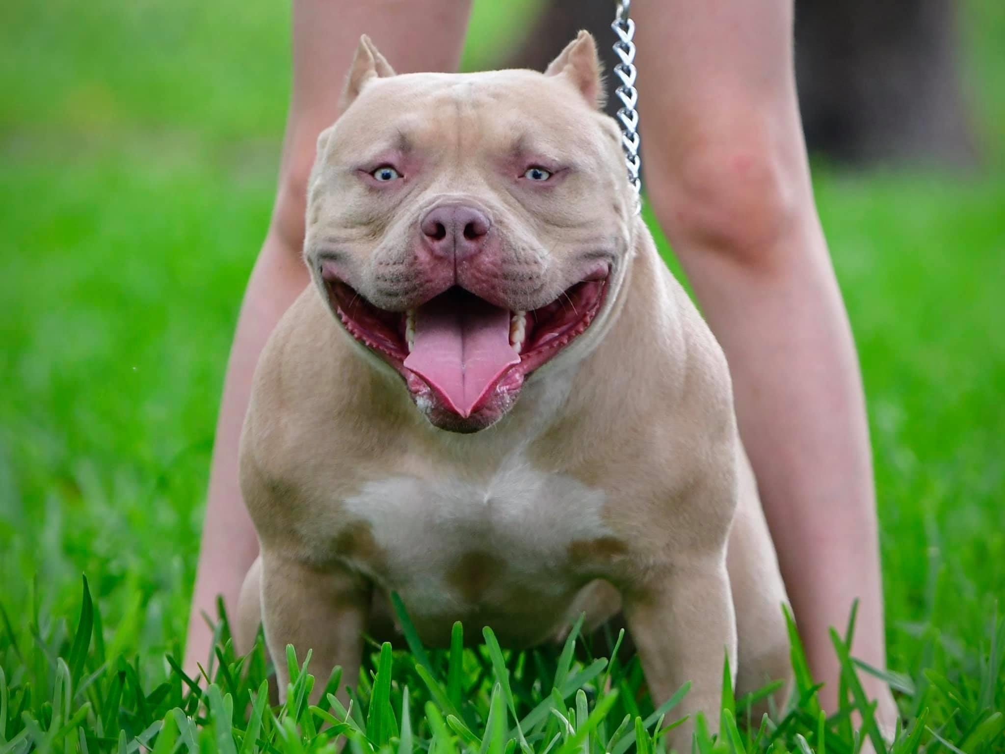 5 Misconceptions On Health Life Span Temperament In The American Bully By Venomline Pocket Bully S Venomline Medium