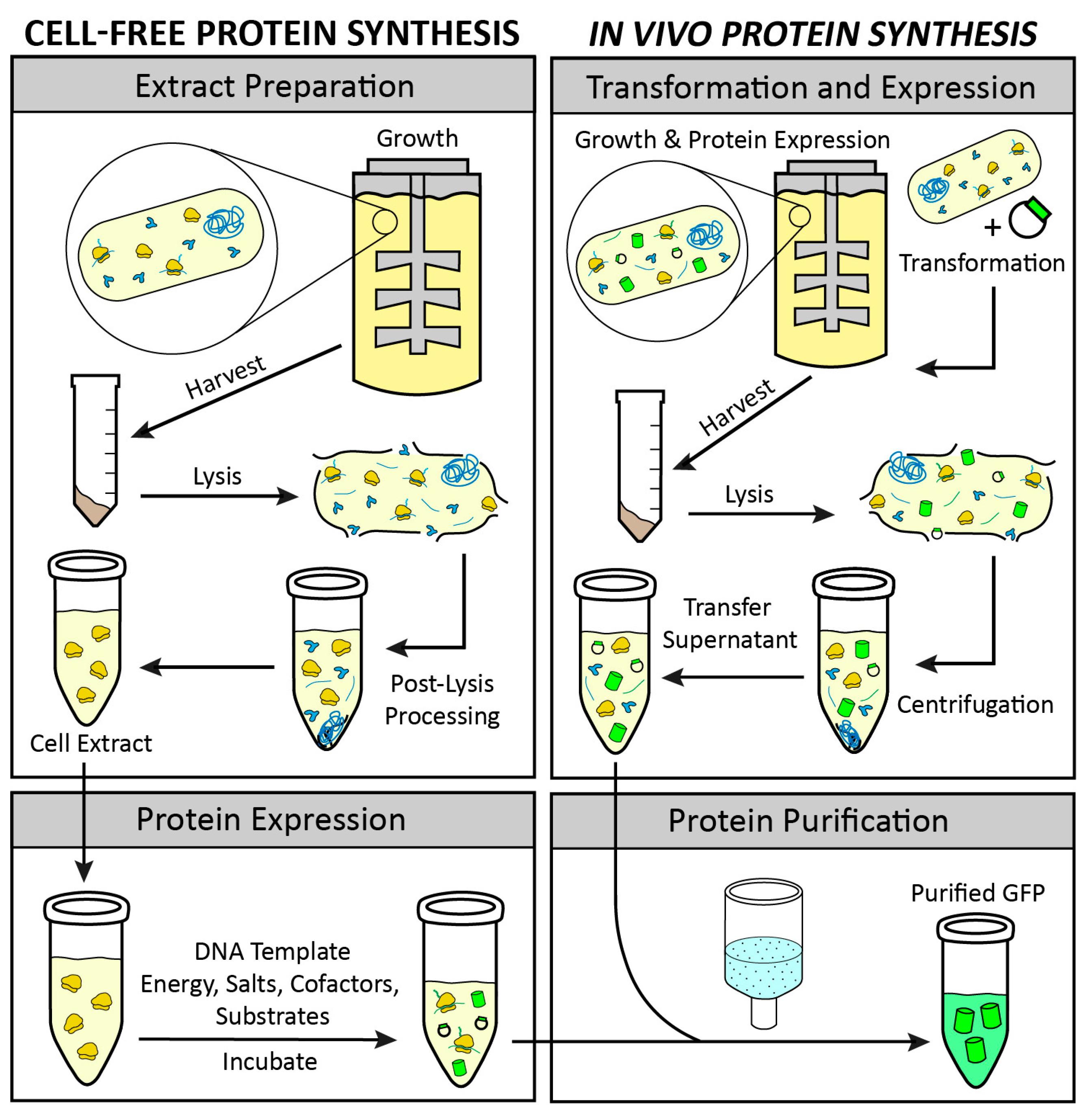 CellFree Protein Synthesis. During the 1960’s Nirenberg and… by
