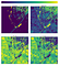 CCCI NWDI SAVI EVI indexes from satellite view