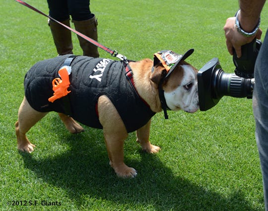 sf giants dog jersey