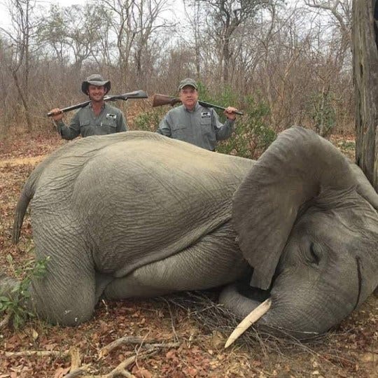 The need for elephant ivory (100 elephants killed per day) | by Hannah