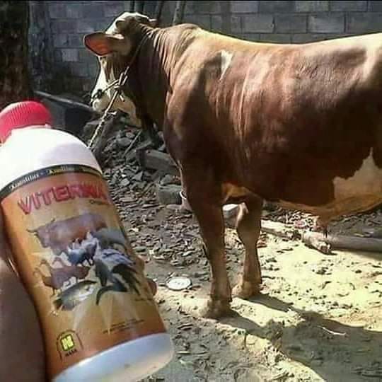 Wa Sms 0821 2621 9169 Toko Jual Viterna Nasa Majalengka