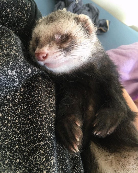 local ferrets for sale