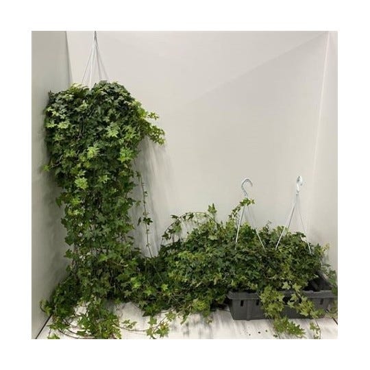 6 of the best houseplants for 2020 by Flowers & Plants Co. Medium