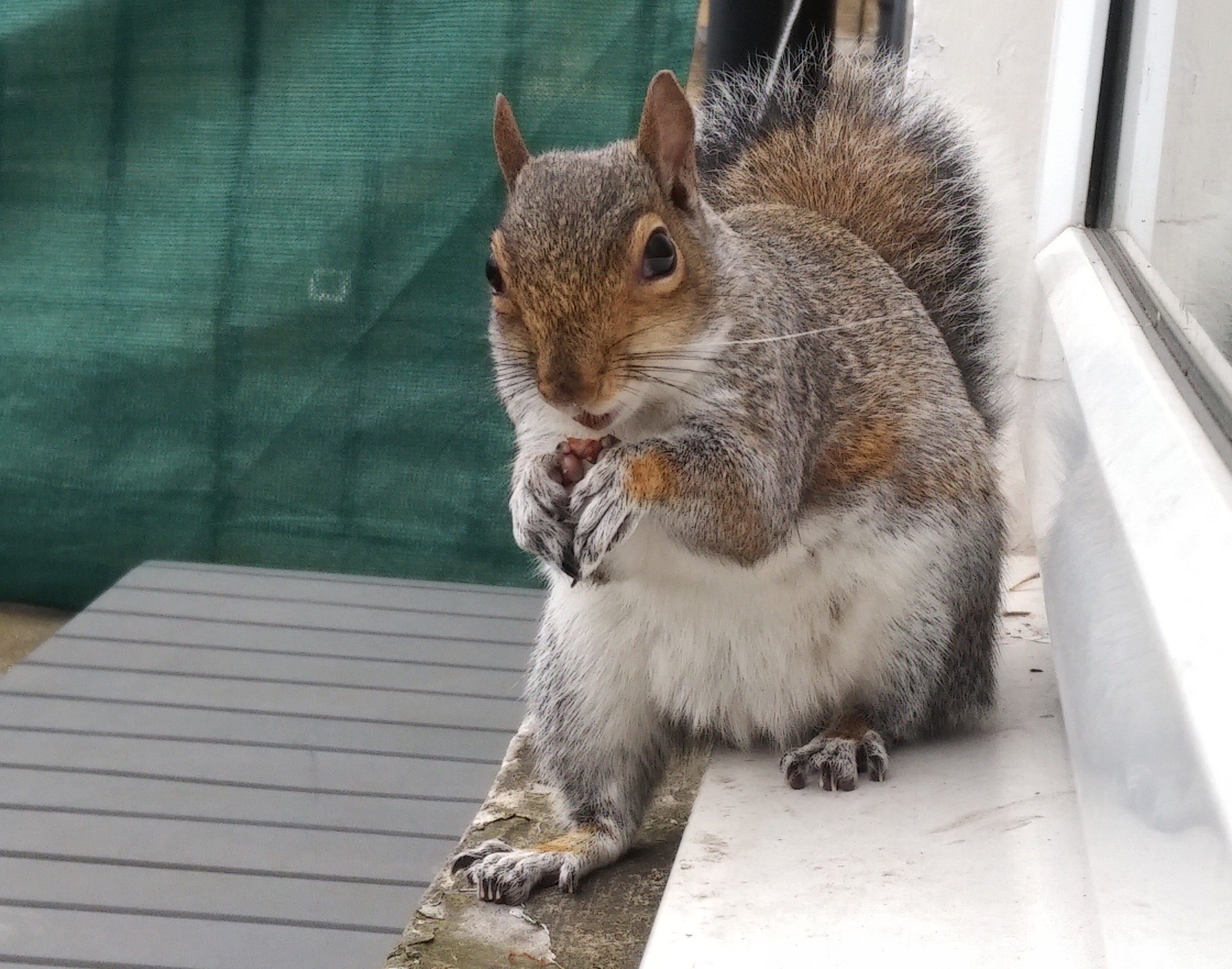 Three Characteristics Humans Can Learn From Squirrels By Pia Barna Change Your Mind Change Your Life Medium Three Characteristics Humans Can Learn From Squirrels By Pia Barna Change Your Mind Change Your Life Medium