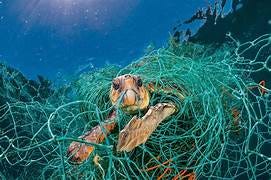 A turtle with an used net over its body
