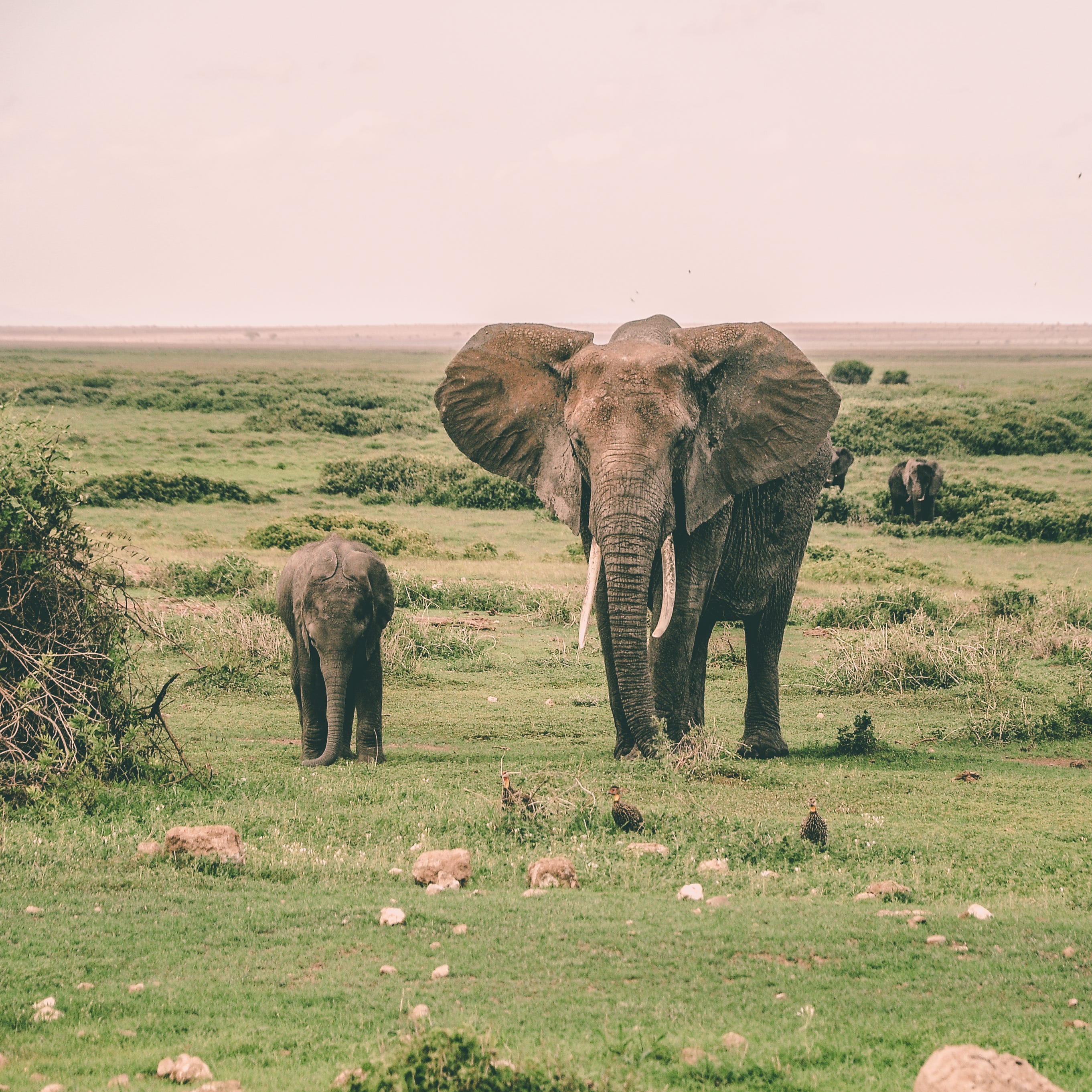 Leadership Animals: An Introduction | by Tom Sommer | Redbubble | Medium