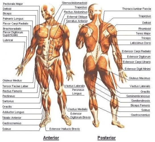 Muscles on the Inside, Skin, Hair, and Nails on the Outside … Key Body  Parts | by Sam Kneller | The Explanation | Medium