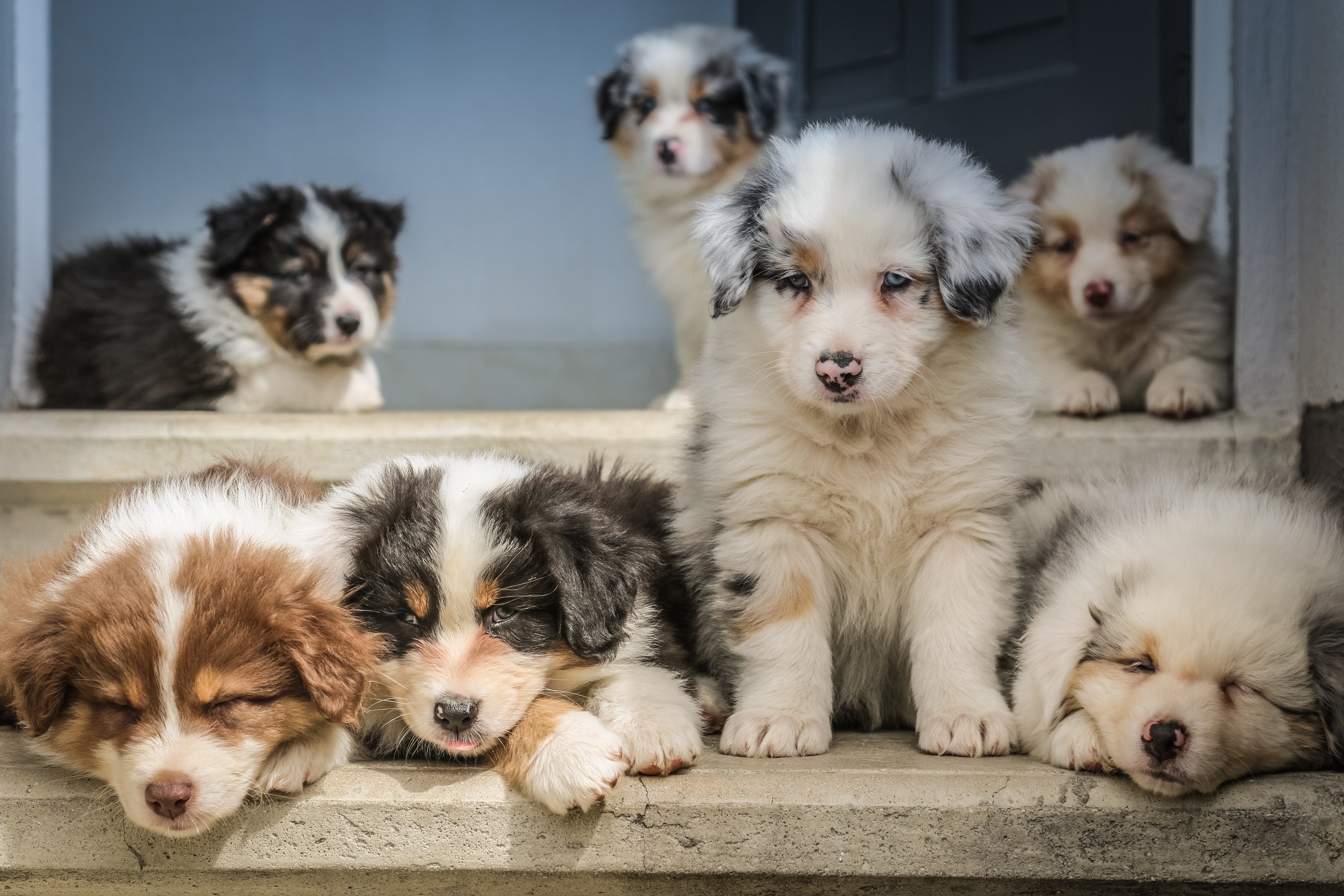 Why Socialization Is Critical For Your Puppy What Every New Puppy Owner Needs To Know Before It S Too Late By Joshuastine Medium