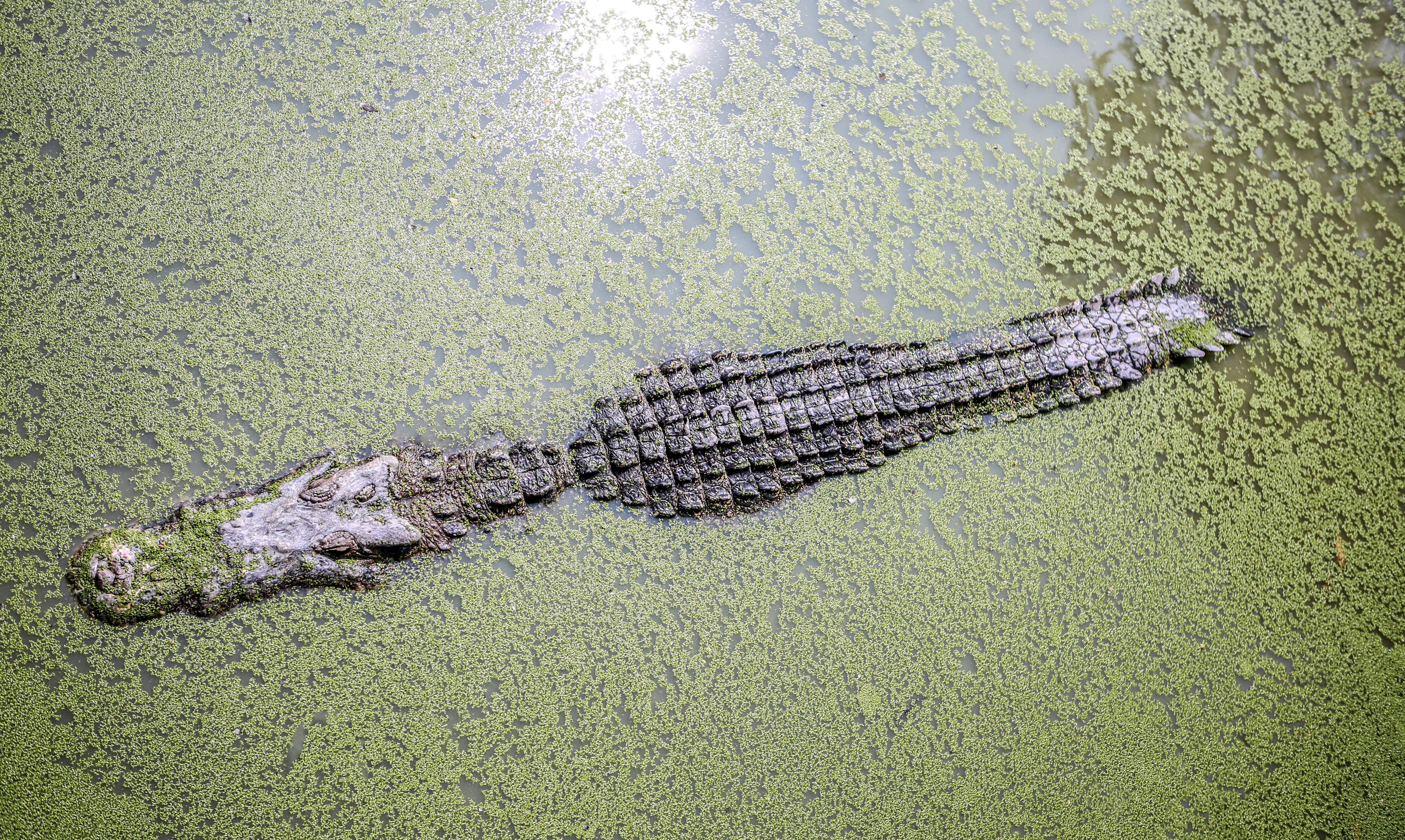 The Gator in the Mud