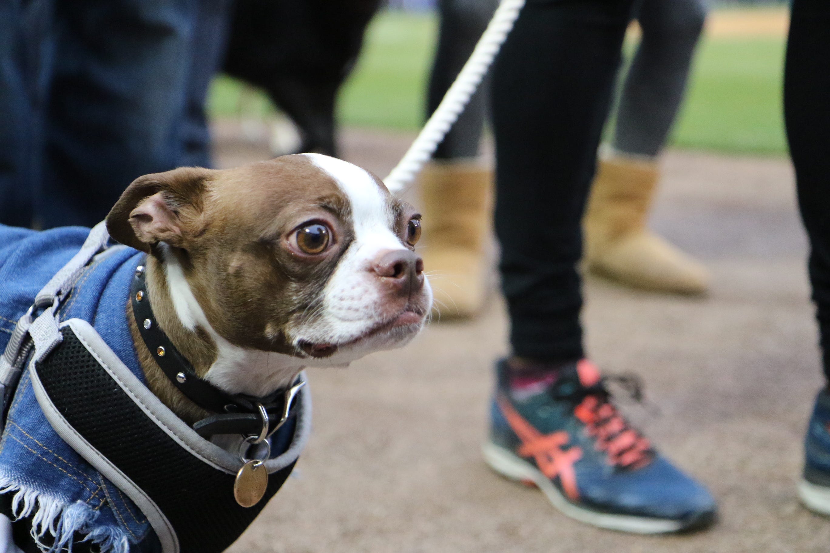 white sox dog jersey