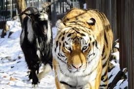 Predator And Prey Friends Amur And Timur Are Respectively A Tiger By Vbcrdk Medium