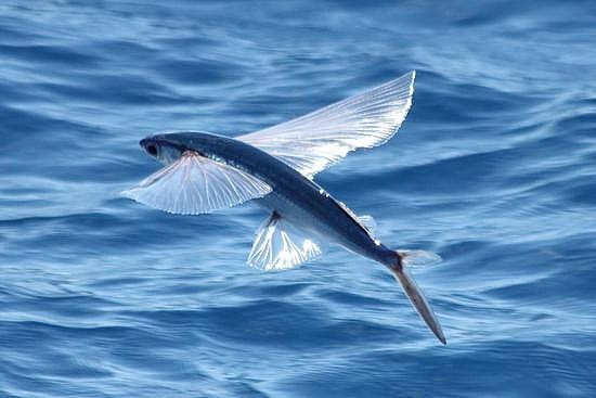 海洋主廚 飛魚一夜干 料理大公開 將飛魚沿中骨開背去除內臟 魚鰓 厚工一點可以將魚刺拔除 或是皮不斷直接骨切處理 By 愛爾文海洋主廚
