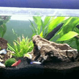 craigslist aquarium