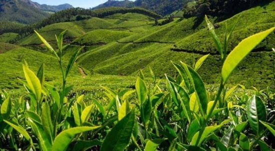 About Munnar Tea Plantations Munnar Is Constantly Synonymous To Tea By Susmitha Medium