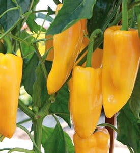 The Bell Pepper Sex Scandal: Mammoth hoax or Fact? | by Dennis Ruhinda