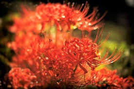 Red Spider Lily 彼岸花 Painful Memories By Ngay Tuyết Rơi Medium