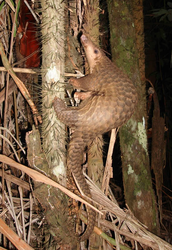 pangolin boots for sale
