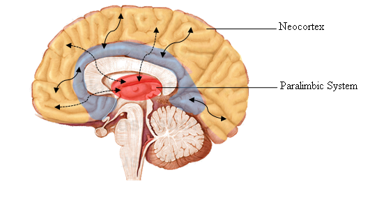 Medial view of human brain showing paralimbic system.  See text.