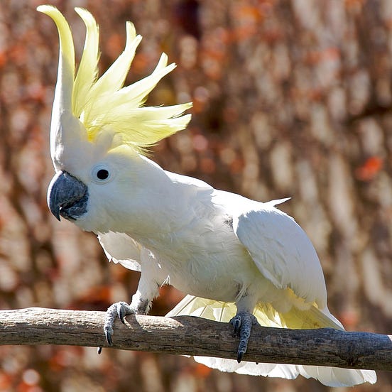 5 Of The Most Talkative Birds Is It A Coincidence That The Most By 