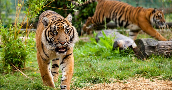 Do Zoos help in Animal Conservation?🐙🐋🐢 | by Vimarsh | Medium