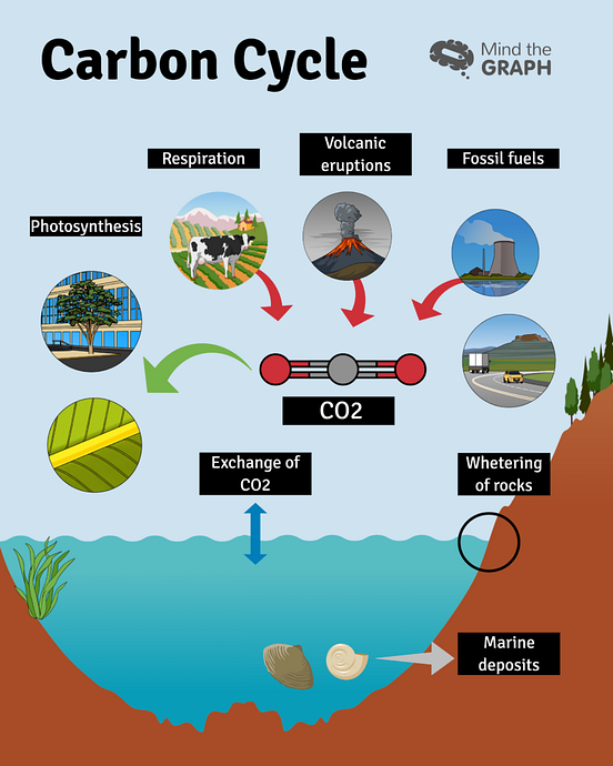 Carbon cycle and greenhouse effect — A scientific infographic by Mind