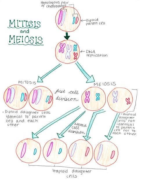 What Is a Chromosome and its Function? | by The Human Origin Project