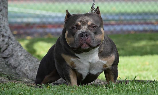 TOP POCKET AMERICAN BULLY BREEDERS | by BULLY KING Magazine | BULLY ...