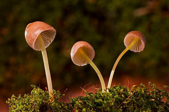 Can Cordyceps Mushrooms Fix Weak Erections? (yup) | by Mark Wilson | Medium
