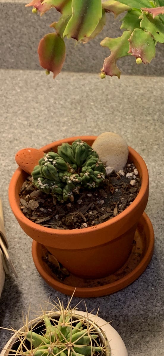 Is My Cactus Dead?. Tips from a clueless gardener by Jennifer MittlerLee Age of Awareness