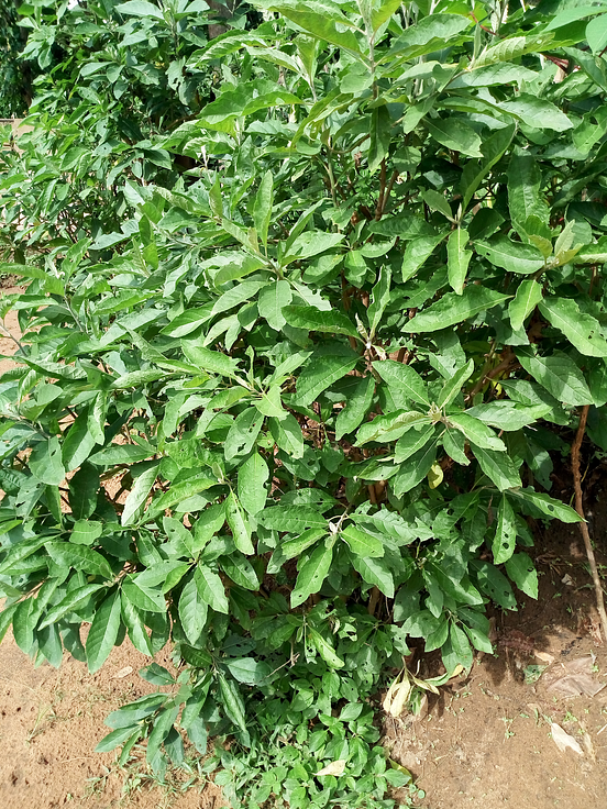 Traditional Medicine African Bitter Leaf Vernonia amygdalina by