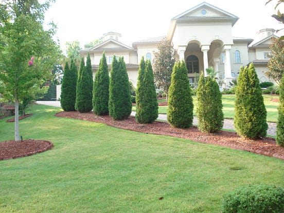 Emeralds Vs Green Giants: Dueling Thujas Competing For Your Garden | by