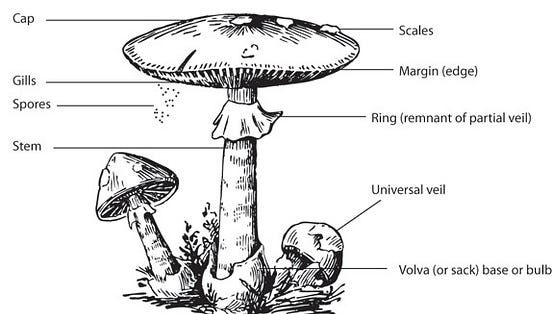 Mushroom Classification using Machine Learning | by Shravan Adulapuram ...