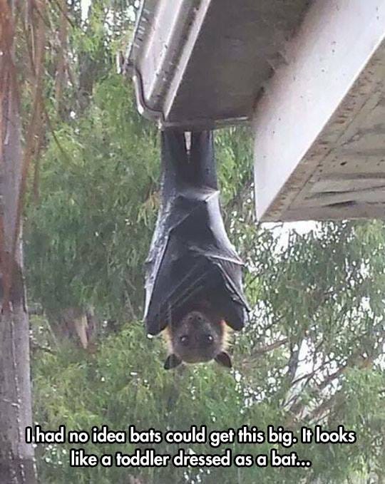 The Biggest Bat In The World. It’s just as terrifying as you’re… by