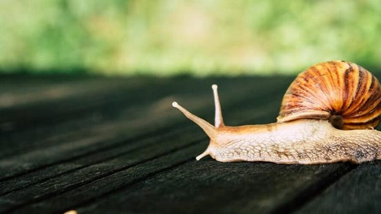 Kahve Falında Salyangoz Görmek Ne Anlama Gelir? by Yenilikçi Hediye