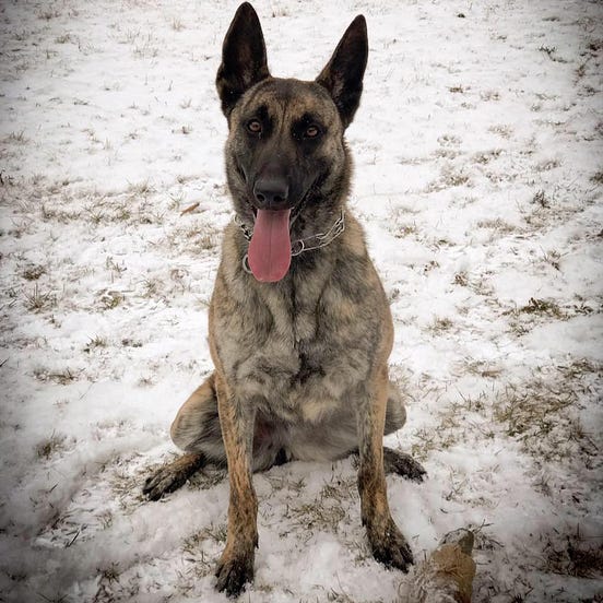 3.1 Easy Steps to start a Police K9 Unit by Homeland Security ZooHSZ