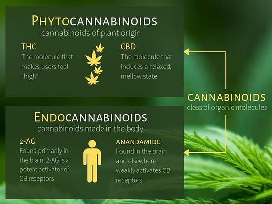 Medical Marijuana Terms To Know. A Glossary Of Useful Terms For… | By J ...