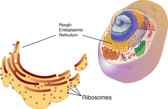 Did you know that in mammals there can be more than ten million ribosomes in a single cell by 