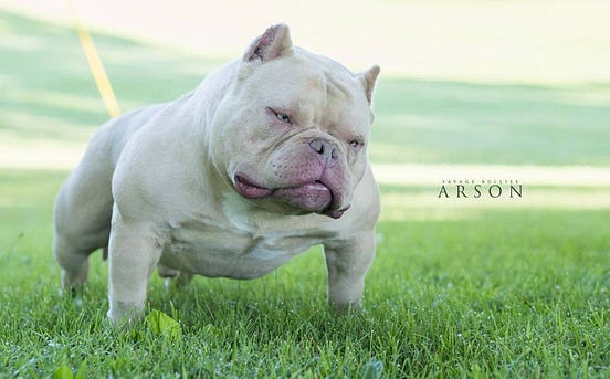 AMERICAN BULLY & EXOTIC STUDS MAKING THE MOST NOISE IN 2017–2018 | by ...