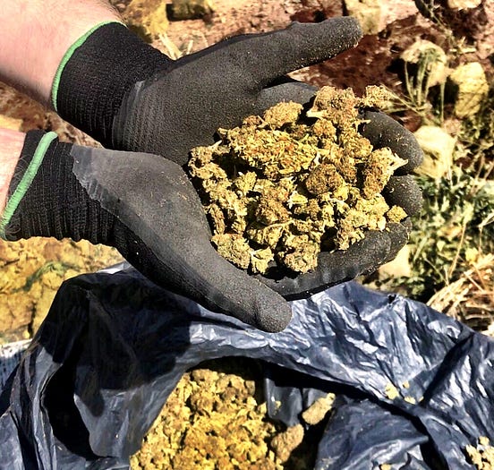 Proper Disposal of Cannabis — The Basics for Individuals and Businesses